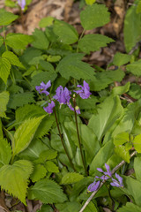 Primula fassettii