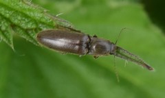 Athous haemorrhoidalis
