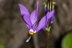 Primula fassettii