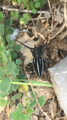 Dorcadion fuliginator