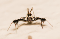 Portia albimana