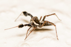 Portia albimana