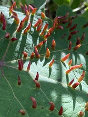 Ampelomyia viticola image