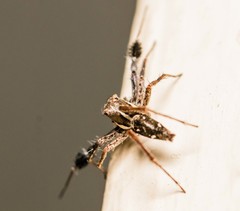 Portia albimana