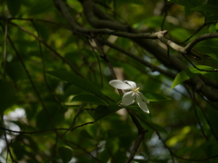Gardenia resinifera