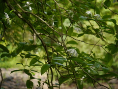 Gardenia resinifera