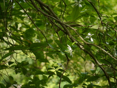 Gardenia resinifera