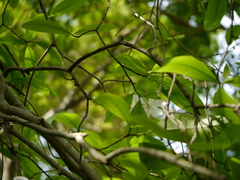 Gardenia resinifera