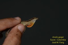 Anolis gaigei