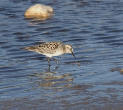 Calidris bairdii
