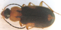 Callistoides