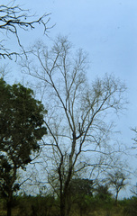 Terminalia leiocarpa