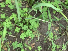 Marsilea crenata
