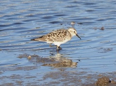 Calidris bairdii
