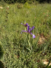 Iris reichenbachiana