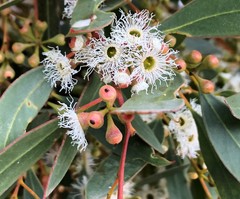 Eucalyptus gracilis