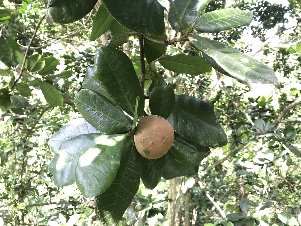 Pouteria hotteana