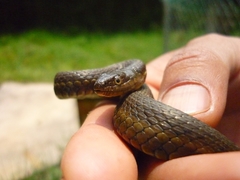 Thamnophis melanogaster
