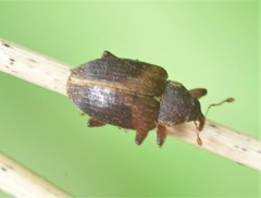 Lignyodes enucleator