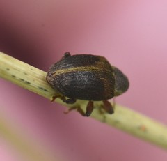 Lignyodes enucleator