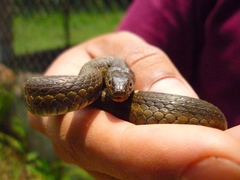 Thamnophis melanogaster