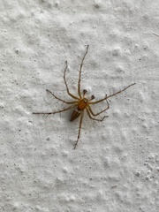 Oxyopes shweta