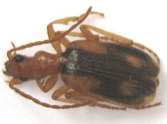 Brachinus armiger