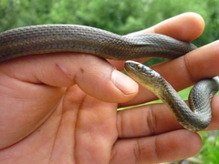 Thamnophis melanogaster