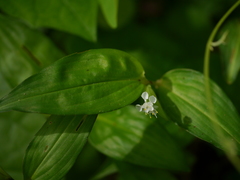 Commelina suffruticosa