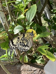 Idea leuconoe riukiuensis