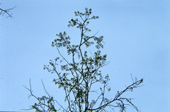 Pterocarpus erinaceus