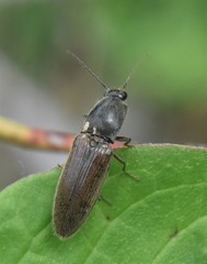 Athous haemorrhoidalis