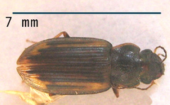 Platymetopus figuratus