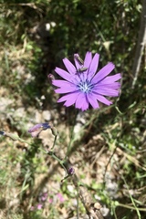 Lactuca perennis