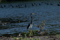 Egretta tricolor