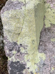 Chrysothrix chlorina