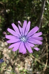 Lactuca perennis
