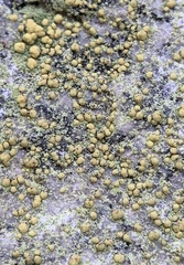 Chrysothrix chlorina