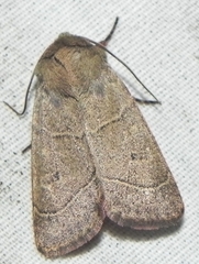 Ulolonche culea
