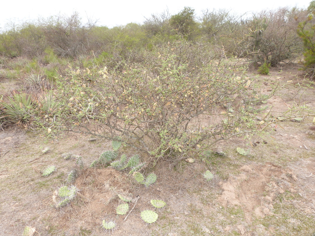 Prosopis elata (Burkart) Burkart 2