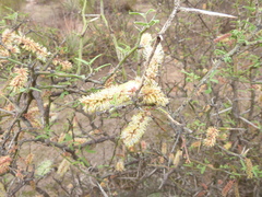Prosopis elata