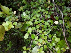 Coprosma colensoi