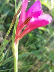 Gladiolus illyricus