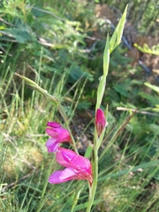 Gladiolus illyricus