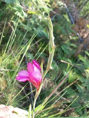 Gladiolus illyricus
