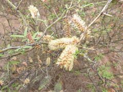 Prosopis elata