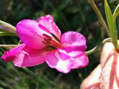 Gladiolus illyricus