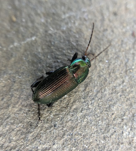 Poecilus chalcites photo 6