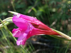 Gladiolus illyricus