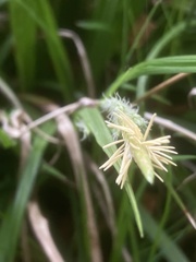 Carex hirta